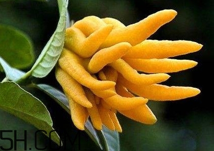 佛手柑泡水喝有什么功效？佛手柑產(chǎn)地在哪兒
