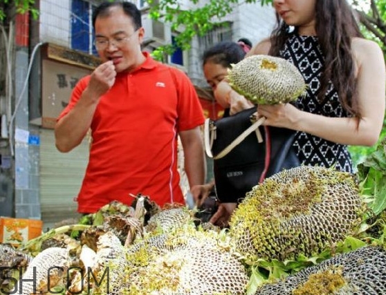 葵花籽不能和什么一起吃？葵花籽什么時(shí)候成熟