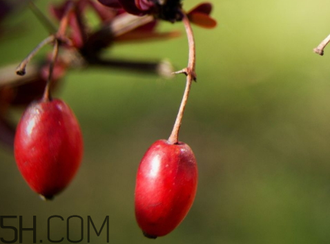 山茱萸什么時(shí)候成熟？山茱萸什么時(shí)候結(jié)果？
