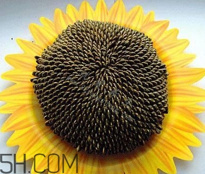 葵花籽是什么？葵花籽和瓜子的區(qū)別