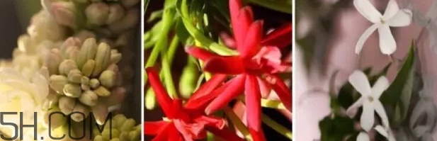 gucci bloom香水好聞嗎？gucci bloom香水香評(píng)