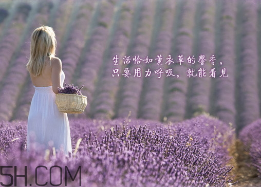 香柏樹薰衣草敏感修復乳液怎么樣？多少錢？