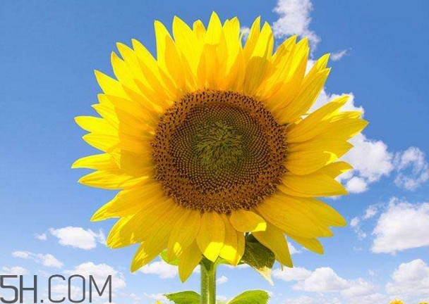 向日葵是怎么傳播種子的？向日葵是圍著太陽轉(zhuǎn)嗎