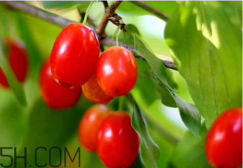 山茱萸什么時(shí)候成熟？山茱萸什么時(shí)候結(jié)果？