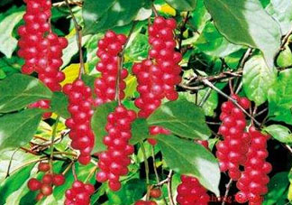山茱萸什么時候成熟？山茱萸什么時候結(jié)果？