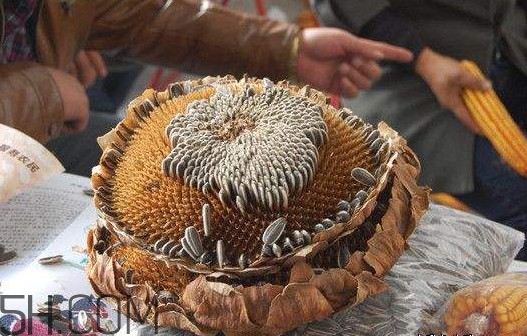 葵花籽怎么弄下來？葵花籽怎么脫粒