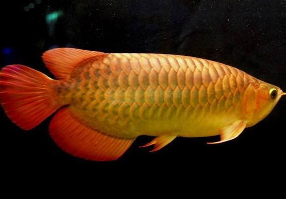 金龍魚能吃嗎？紅龍魚貴還是金龍魚貴
