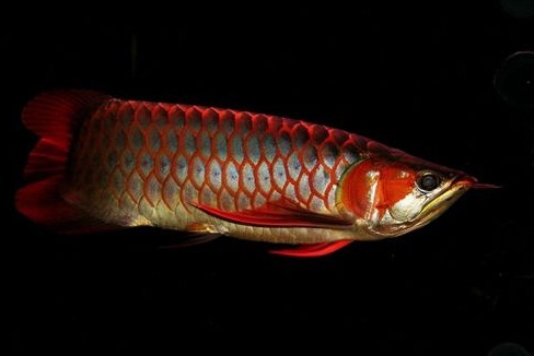 金龍魚(yú)是怎么繁殖？養(yǎng)金龍魚(yú)有什么講究