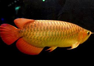 金龍魚能吃嗎？紅龍魚貴還是金龍魚貴