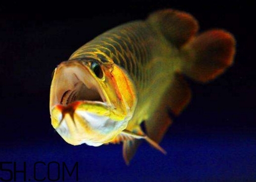 金龍魚有什么寓意？金龍魚有幾個(gè)品種