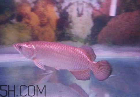 金龍魚(yú)是怎么繁殖？養(yǎng)金龍魚(yú)有什么講究