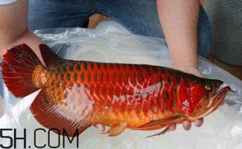 金龍魚能吃嗎？紅龍魚貴還是金龍魚貴