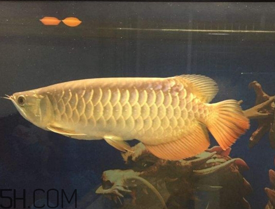 金龍魚是什么魚？金龍魚多少錢一條