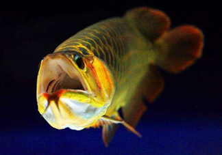 金龍魚有什么寓意？金龍魚有幾個(gè)品種