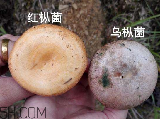 重陽菌燉久了營養(yǎng)會流失嗎？重陽菌長霉還能吃嗎