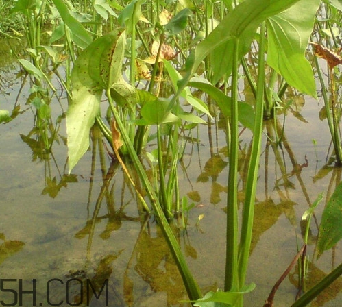 慈菇什么時(shí)候種？慈菇什么季節(jié)有