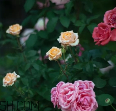 香水工坊茶玫瑰tea rose好聞嗎？tea rose香水有假貨嗎？