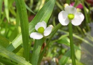 慈菇什么時(shí)候種？慈菇什么季節(jié)有