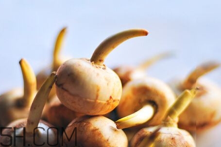 慈菇怎么做好吃？慈菇的功效與作用