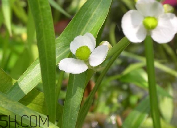 慈菇什么時(shí)候種？慈菇什么季節(jié)有