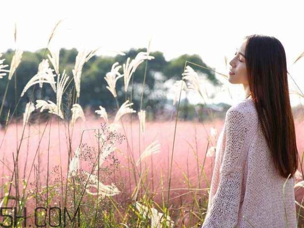 粉黛亂子是什么植物？粉黛亂子草花語