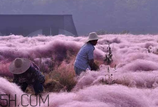 粉黛亂子是什么植物？粉黛亂子草花語