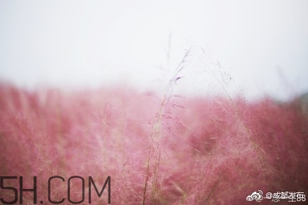 粉黛亂子是什么植物？粉黛亂子草花語
