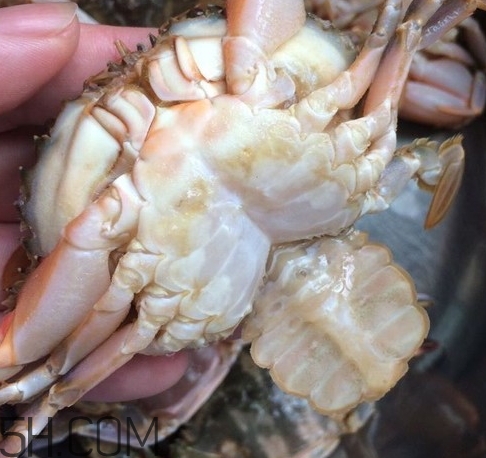 花蓋蟹和梭子蟹哪個好吃？花蓋蟹和梭子蟹區(qū)別