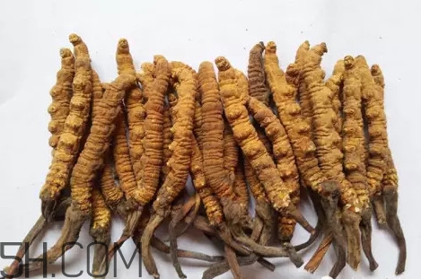 冬蟲夏草真的冬天是蟲夏天是草嗎？冬蟲夏草是怎么長(zhǎng)成