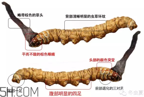 冬蟲(chóng)夏草怎么保存？冬蟲(chóng)夏草怎么挑選