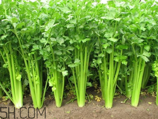 吃什么食物會導(dǎo)致失眠？睡前吃巧克力會導(dǎo)致失眠嗎？