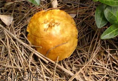 松菇怎么清洗？松菇不能和什么一起吃