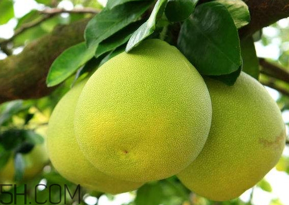 文旦怎么保存？文旦是哪個地方的特產(chǎn)