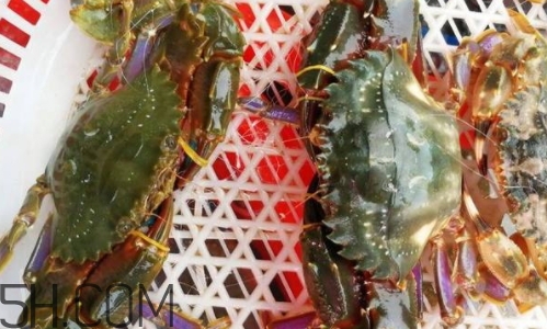 海虹蟹好吃嗎？海虹蟹多少錢一斤