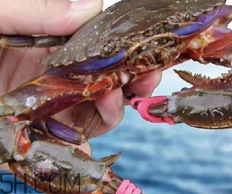 海虹蟹好吃嗎？海虹蟹多少錢一斤