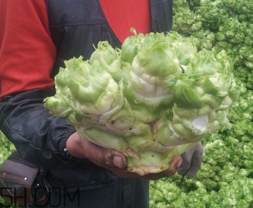 兒菜怎么種？兒菜怎么腌制