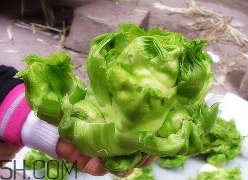 兒菜怎么種？兒菜怎么腌制