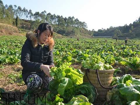 兒菜怎么種？兒菜怎么腌制