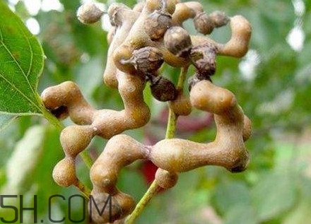 雞爪梨解酒是真的嗎？雞爪梨種下幾年能開(kāi)花結(jié)果