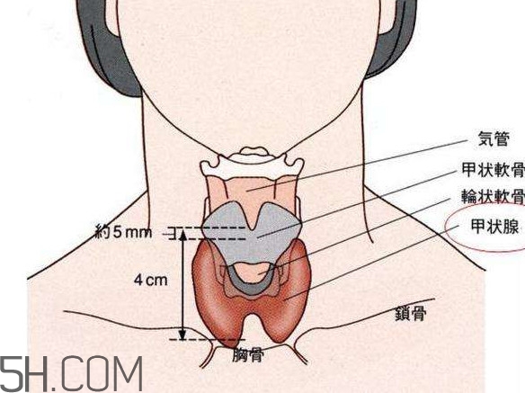 甲狀腺結(jié)節(jié)掛什么科？甲狀腺結(jié)節(jié)可以懷孕嗎