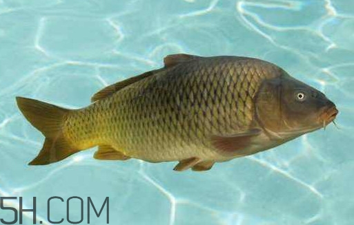 野生黃河鯉魚(yú)多少錢(qián)一斤？黃河鯉魚(yú)有幾根須