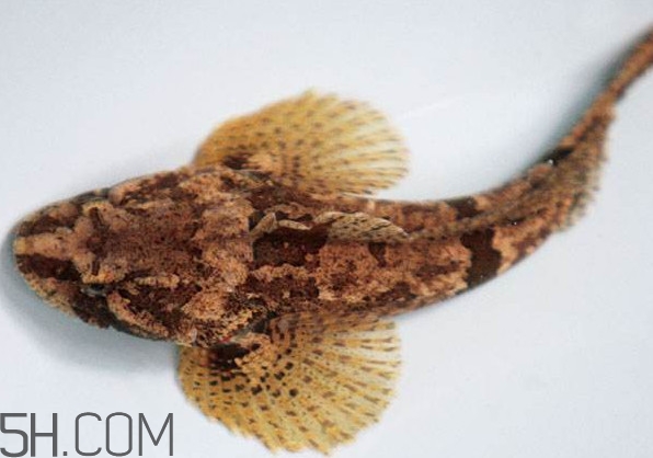 松江鱸魚產(chǎn)地在松江嗎？松江鱸魚是保護動物嗎