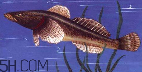 松江鱸魚(yú)多少錢一斤？松江鱸魚(yú)的松江在哪里