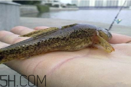 松江鱸魚能長多大？塘鱧魚和松江鱸魚有什么區(qū)別
