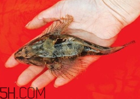 松江鱸魚哪里有？松江鱸魚什么季節(jié)吃最好