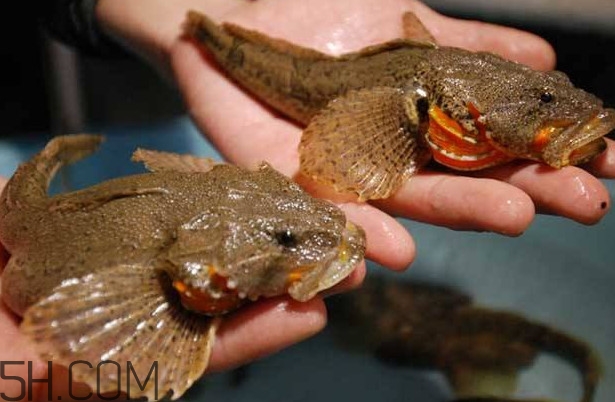 松江鱸魚(yú)多少錢一斤？松江鱸魚(yú)的松江在哪里