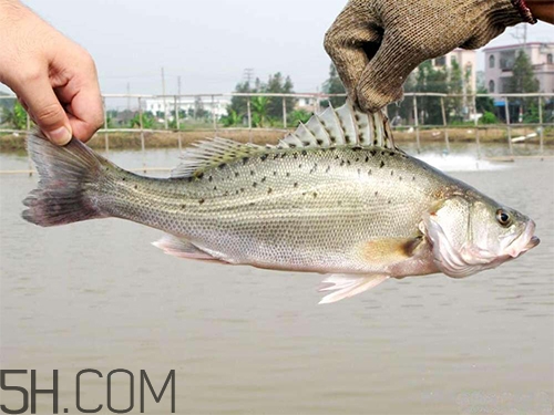 鱸魚蒸幾分鐘最好？河鱸魚和海鱸魚的區(qū)別