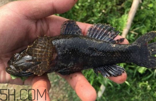 松江鱸魚能長多大？塘鱧魚和松江鱸魚有什么區(qū)別