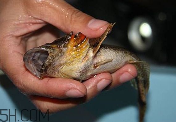 松江鱸魚產(chǎn)地在松江嗎？松江鱸魚是保護動物嗎