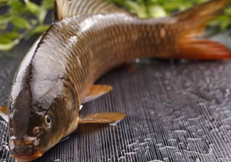 野生黃河鯉魚多少錢一斤？黃河鯉魚有幾根須